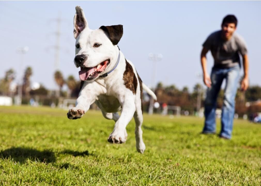 Dog Park Best Practices for New Pet Owners | Pets 55 let go of the leash